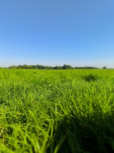 A close-up view of vibrant green grass in a field, with a clear blue sky and distant trees visible in the background.