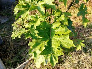 A close-up view of vibrant green leaves from a plant, showcasing their jagged edges and varying shapes.