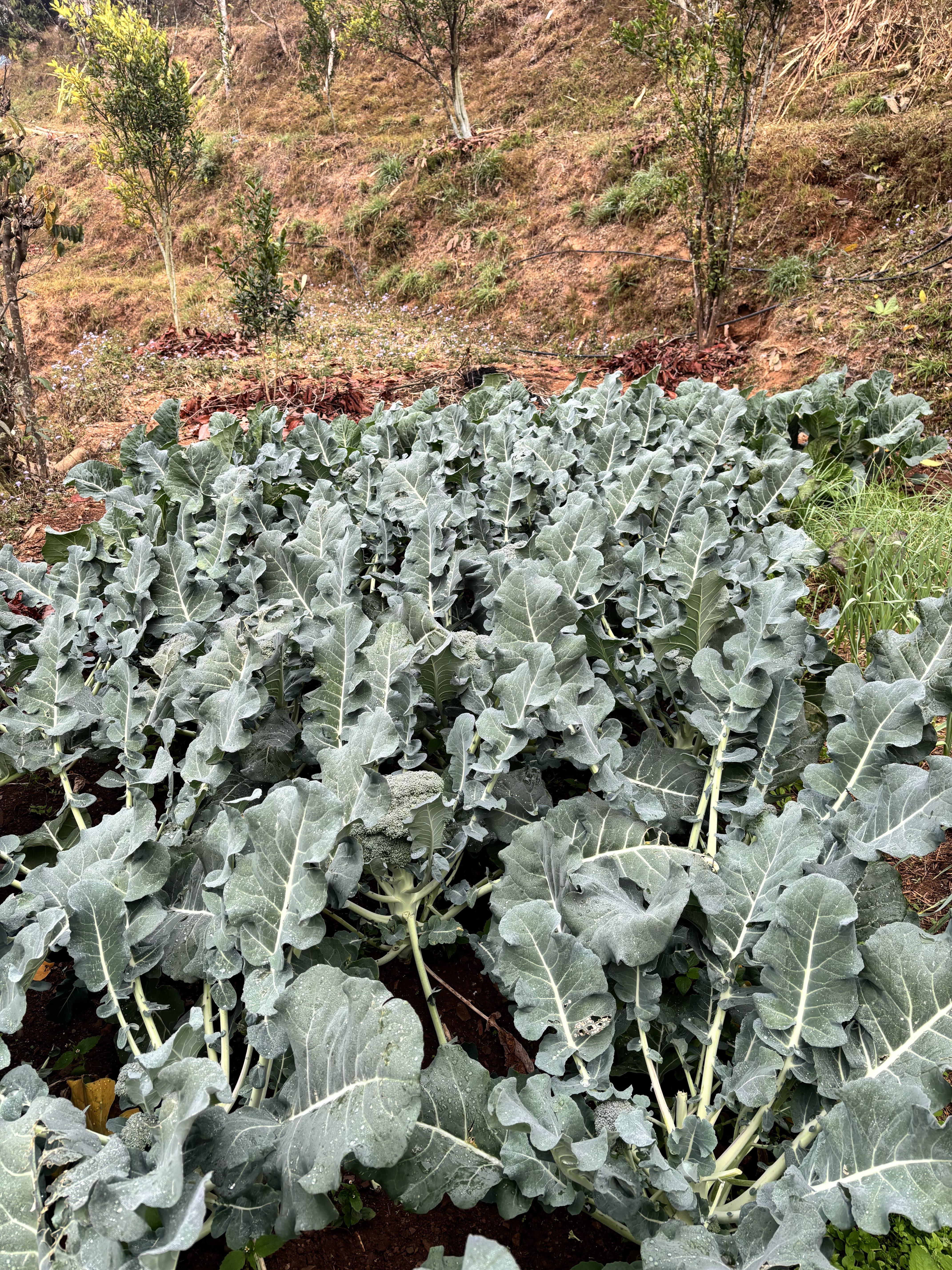 A lush patch of broccoli plants with broad, grey-green leaves is thriving in a garden setting.