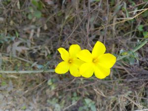 A close-up of two bright yellow flowers blooming on a slender stem, surrounded by a blurred background of dry grass and green foliage.