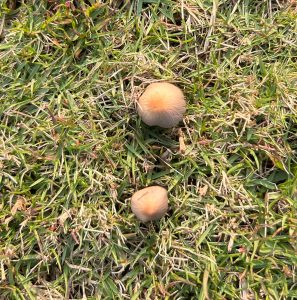 Two small mushrooms with a light tan color are growing amidst green grass.