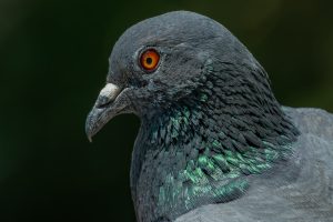 A close-up of a pigeon’s head with textured gray feathers, iridescent green neck hues, and a striking orange eye.