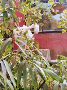 A large white pelican preening its feathers behind a curtain of green bamboo leaves.