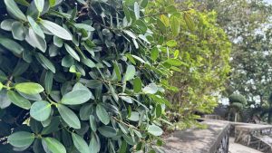 A dense thicket of vibrant green, rounded leaves growing on a hedge in a lush outdoor setting.
