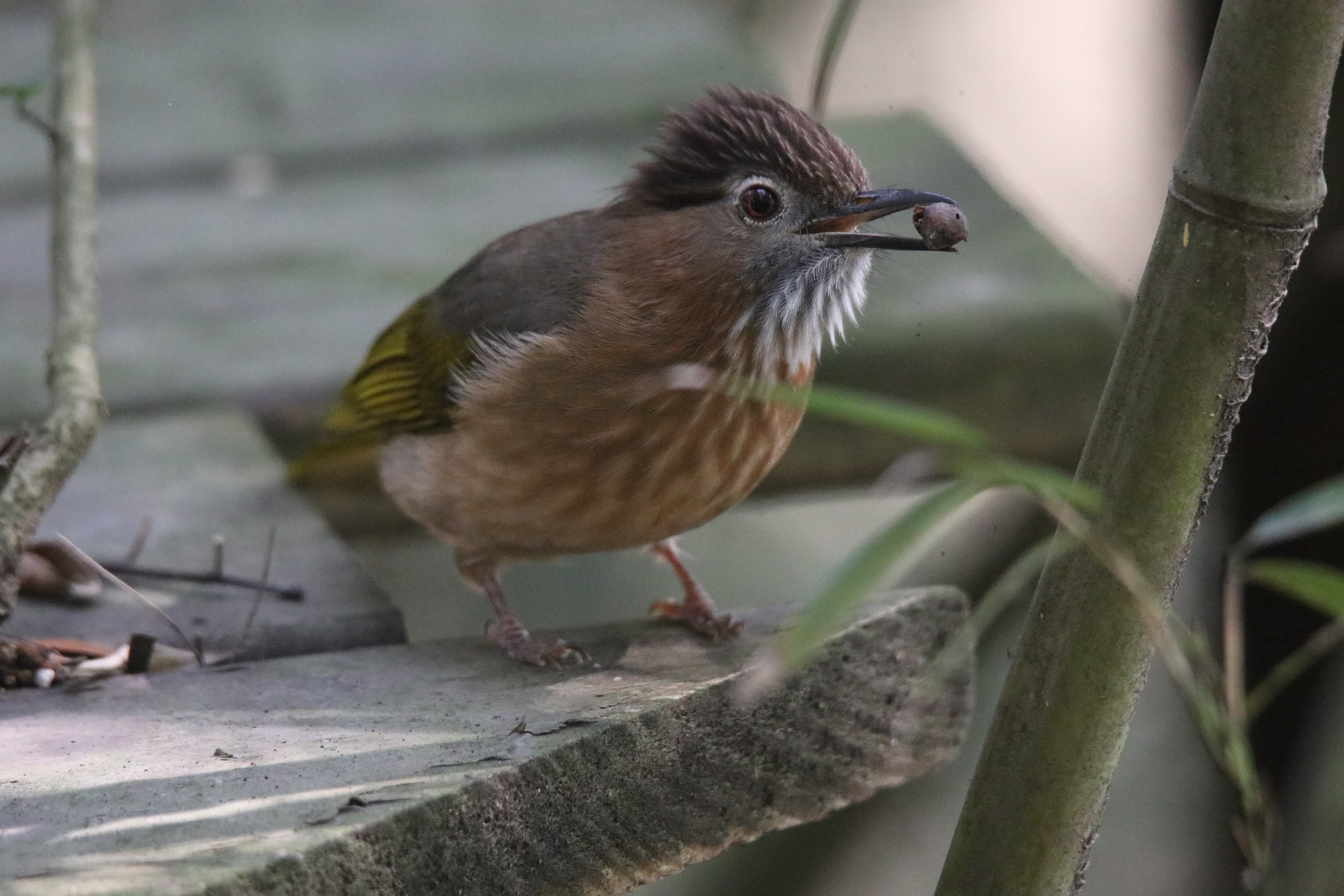 A mountain bulbul holding a seed in its beak.
