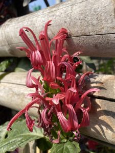 Vibrant red tubular flowers glowing in warm sunlight against a rustic bamboo fence, creating a beautiful contrast with lush green leaves. 