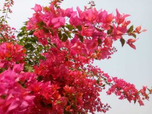 A vibrant display of bougainvillea flowers in various shades of pink, with lush green leaves intermingled.