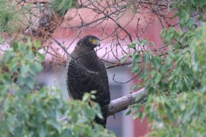 A Crested Serpent Eagle perched on a cedar branch. Its head slightly turned backward and was searching for prey.