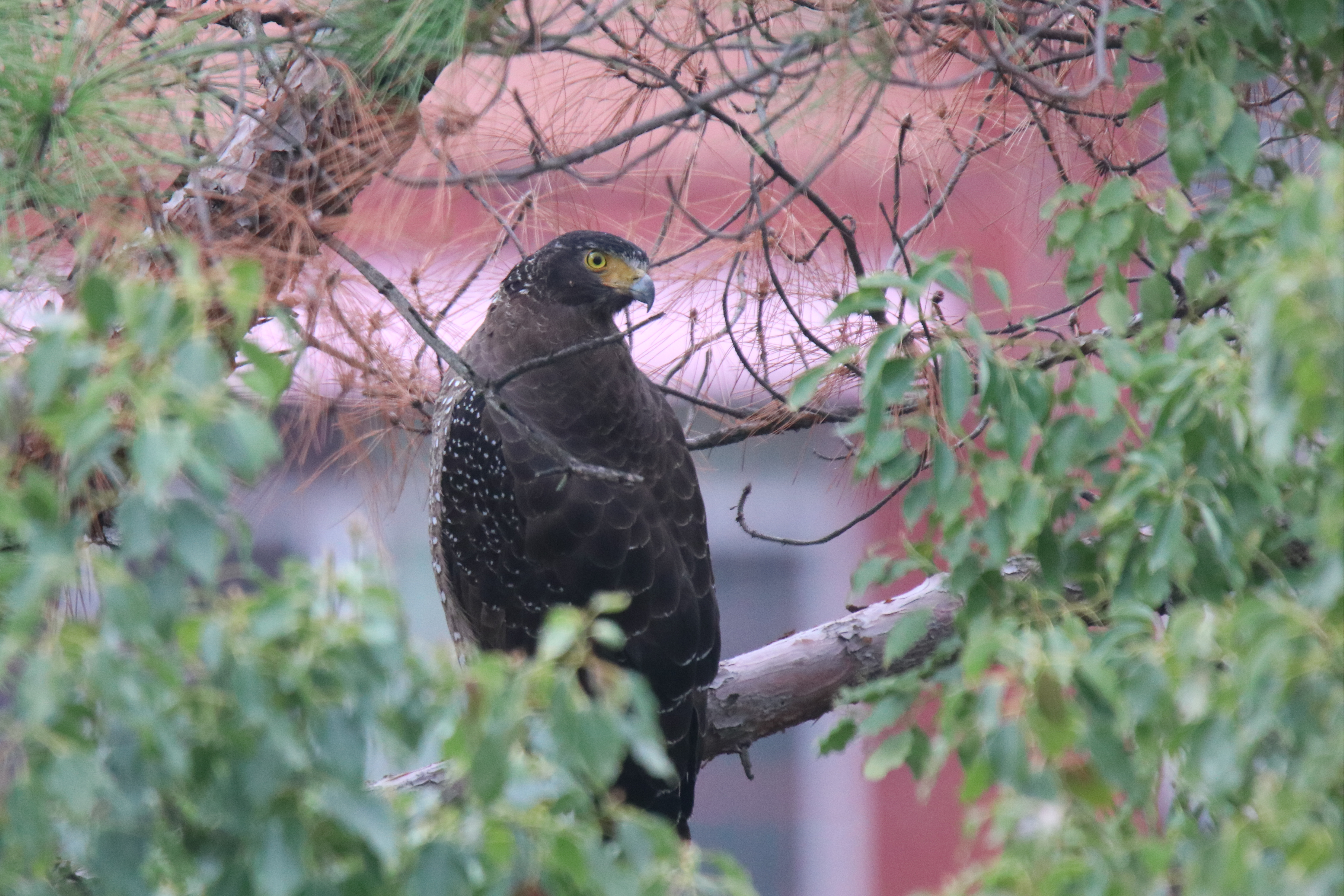 A Crested Serpent Eagle perched on a cedar branch. Its head slightly turned backward and was searching for prey.
