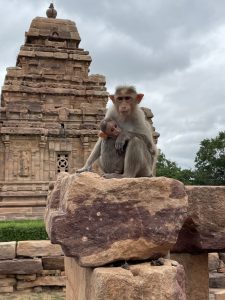 A baby monkey with its mother at Pattadkal, a UNESCO World Heritage Site in Karnataka, India.