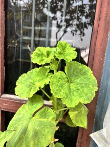 
A close-up view of a green plant with large, textured leaves growing near a window.