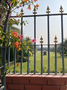 A view through a wrought-iron fence with colorful bougainvillea, showing a neat garden beyond.