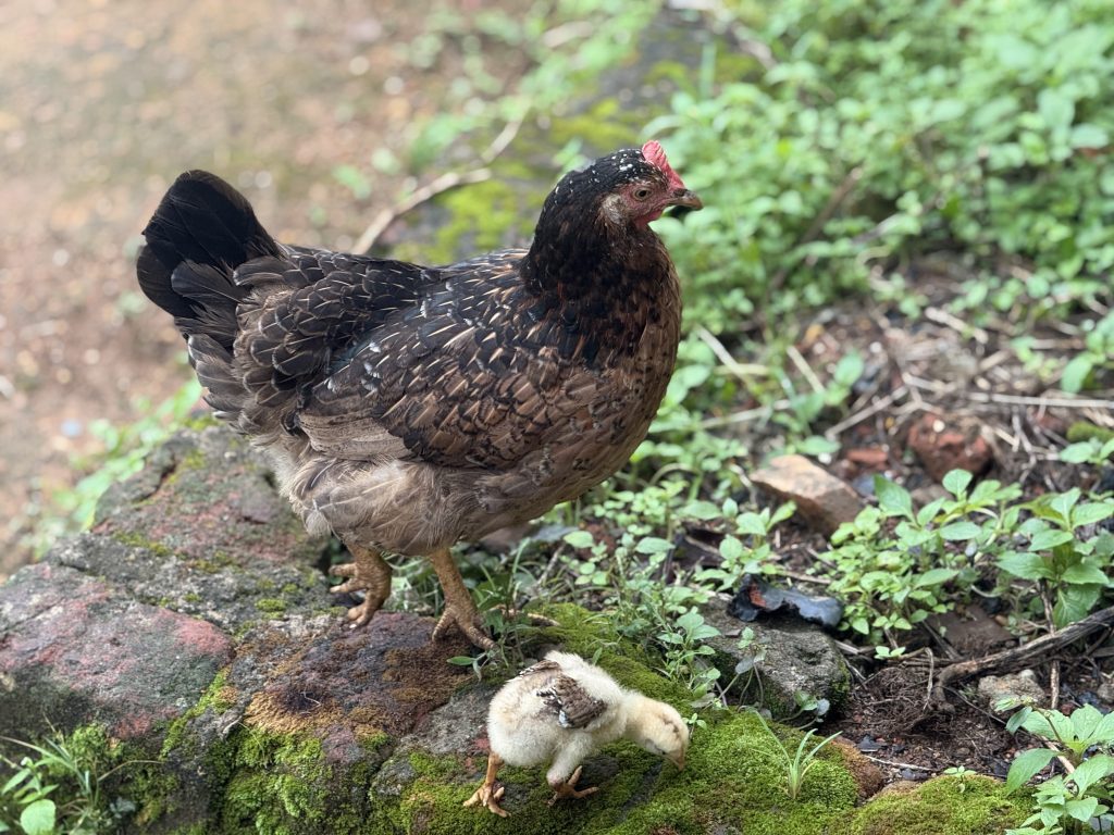A brown local chicken stands on a mossy stone surface with a small chick pecking at the ground nearby.