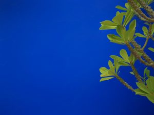 Minimalist contrast of vivid green leaves and thorned stems set against a deep cobalt blue wall. The clean negative space enhances the organic lines and sharp textures, creating a striking balance between softness and edge. A contemporary, color-driven composition perfect for modern interiors seeking calm, bold simplicity and natural detail.
