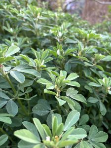 A dense patch of green foliage featuring small, round, leaflets arranged in clusters. 