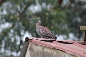A dove perched on the roof of an old building in Lusalira, Uganda
