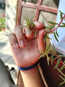 A close-up of a hand holding a small branch of a green plant with thin, elongated leaves.