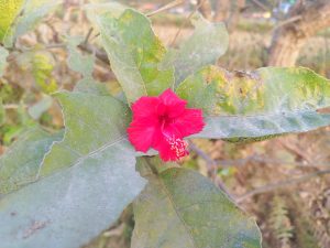 
A vibrant red flower with ruffled petals is nestled among large, green, slightly fuzzy leaves