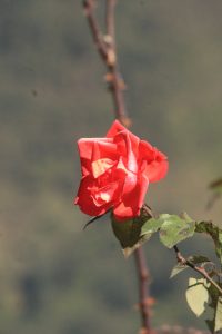 A vibrant red rose blooms on a thin branch, surrounded by green leaves. 