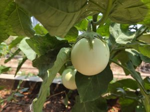 A close-up view of a greenish-white eggplant hanging from a leafy plant.