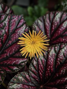 A bright yellow Gerbera flower blooming among red and green leaves in Perumanna, Kozhikode. The strong contrast makes the flower look vibrant and eye-catching. 

