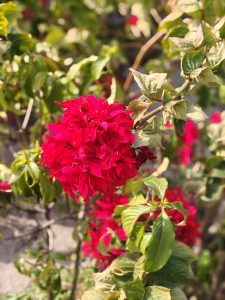 
A vibrant cluster of bright red bougainvillea flowers is depicted, surrounded by green foliage