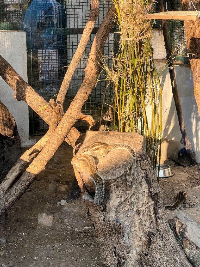 Two striped squirrels sitting on a large tree stump in the warm glow of the afternoon sun.
