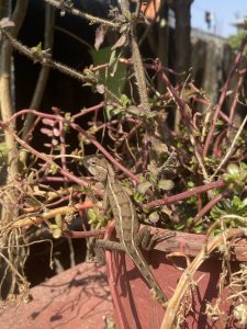 A young garden lizard basking in the sunlight atop a potted plant, blending perfectly with its surroundings. These reptiles are commonly found in South Asia and help control insects in gardens.