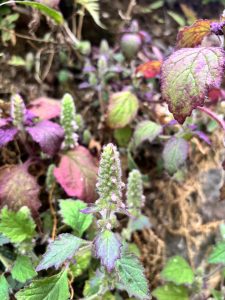 
A close-up view of a patch of plants featuring green and reddish-purple leaves.
