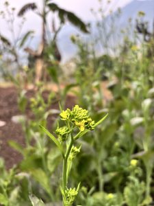 Close-up of a mustard plant with small yellow flowers and green buds.