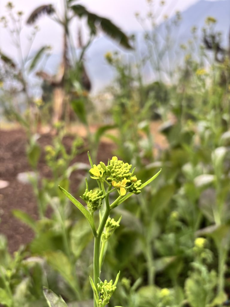 Close-up of a mustard plant with small yellow flowers and green buds.