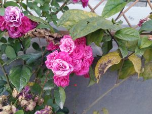 A close-up view of vibrant pink roses in full bloom, surrounded by green leaves. Some nearby leaves show signs of aging and browning.