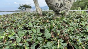 A ground-level view of a dense, low-growing green hedge with small rounded leaves in a coastal park setting.
