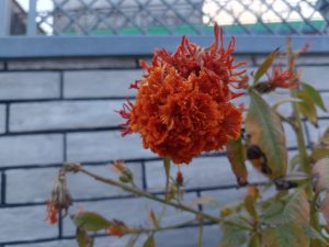 A close-up of a vibrant, orange flower with a fluffy, textured appearance, surrounded by green leaves