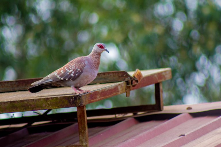 A dove on a solar panel on the roof.