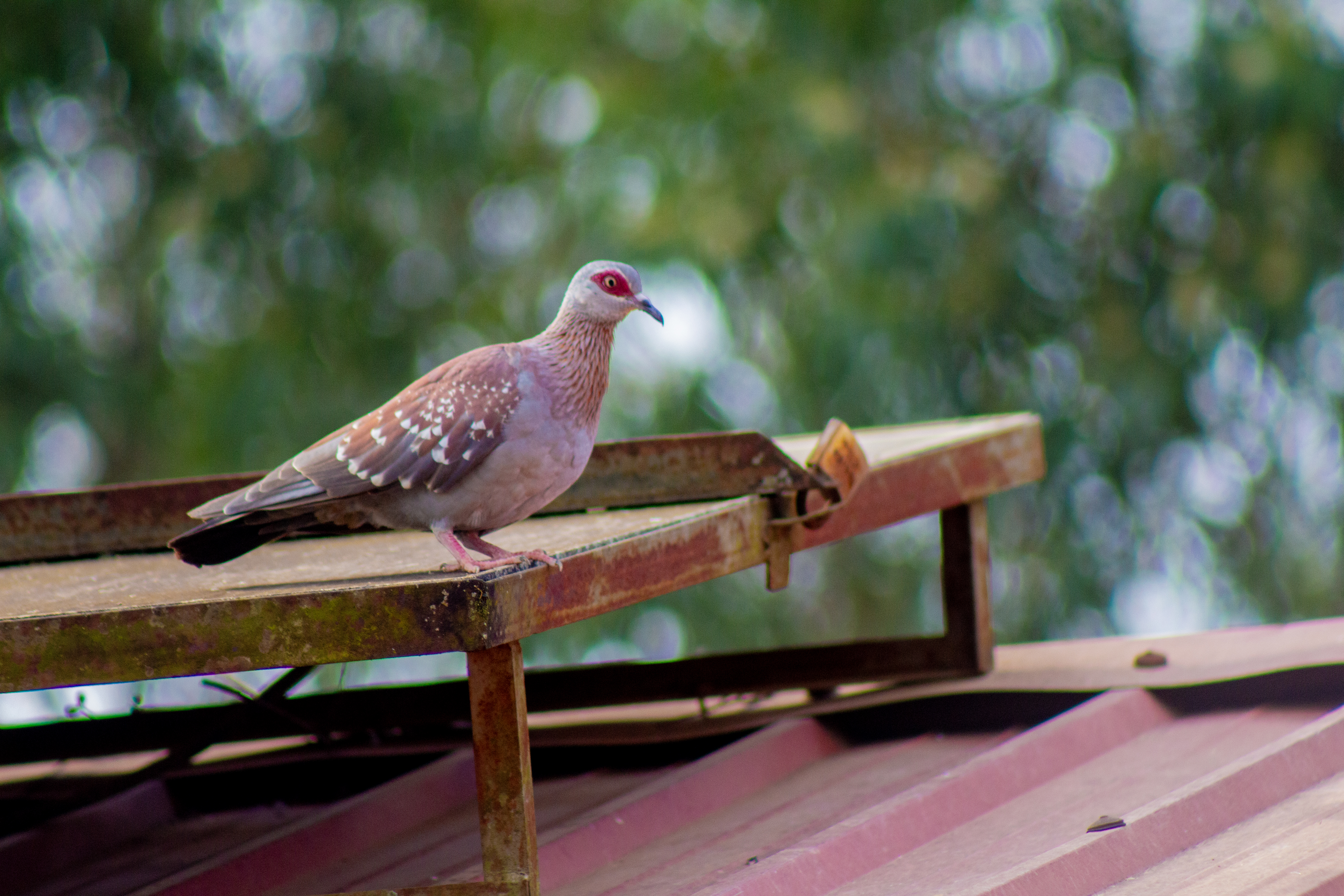 A dove on a solar panel on the roof.