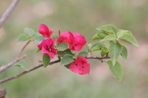 A close-up of a branch featuring vibrant pink bougainvillea flowers, surrounded by green leaves.
