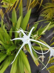 A close-up view of a delicate white flower with long, thin petals that radiate outward.