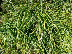 
A dense patch of green grass-like plants with long, narrow leaves curling and intertwining.