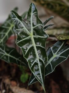 A shiny, dark-green leaf of the Alocasia Polly plant, with clear white veins, captured beautifully in Perumanna, Kozhikode. The details and texture make it stand out naturally.
