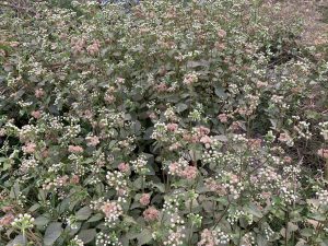A dense patch of flowering plants with small white buds and clusters of light pink flowers, surrounded by green leaves.