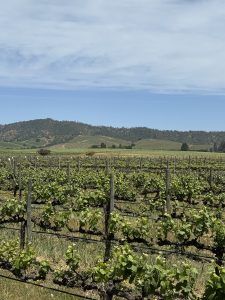 Viñedo - Valparaíso - Chile