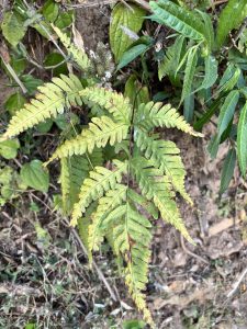 
A close-up view of a fern with long, green fronds prominently displayed.