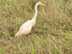 A graceful white egret standing in the grassland in Perumanna, Kozhikode, was captured calmly in its natural surroundings.  