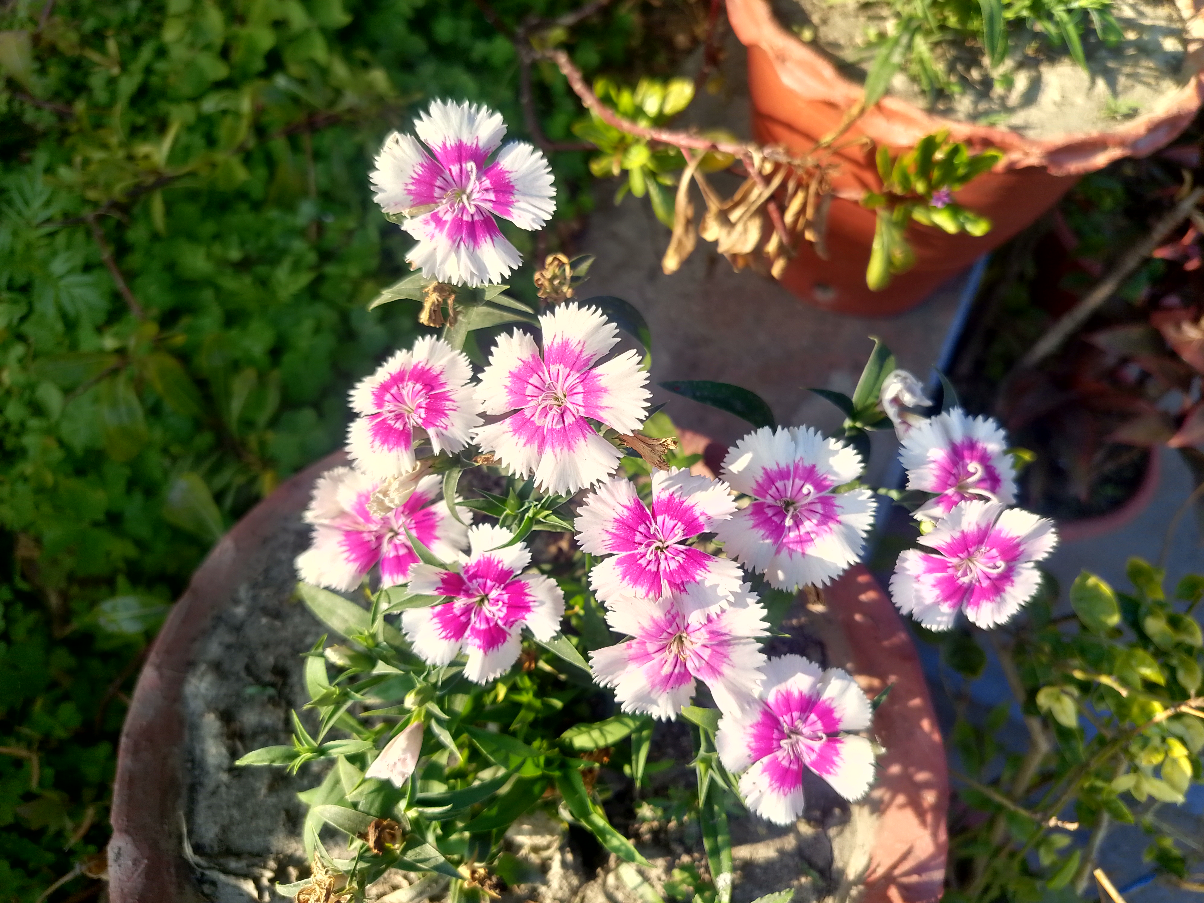 A close-up view of a cluster of pink and white flowers with fringed petals, growing in a terracotta pot.