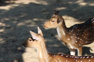 
Two deer are depicted in profile, standing side by side on a sandy ground. 