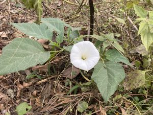 A white morning glory flower blooms among green heart-shaped leaves on a forest floor covered with dry brown leaves.