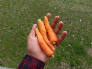 
A hand holding three fresh, orange carrots. 