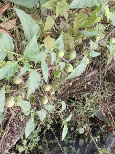Green spiky seed pods and large leaves growing among dry grass near water.