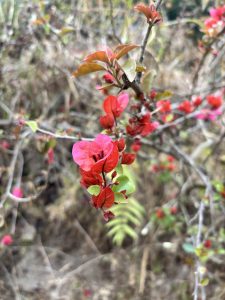 A close-up of vibrant red and pink flowers on a thorny, green plant, with blurred background foliage and stems.